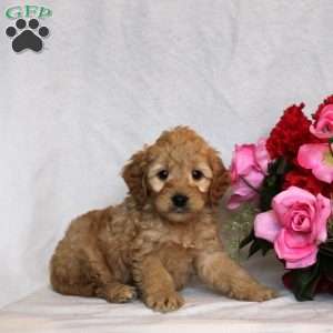 Magnus, Mini Goldendoodle Puppy